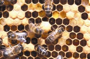 Honingbijen-broed en stuifmeel